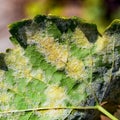 A dangerous disease of grape Mildew Ã¢â¬â downy mildew lat. Of plasmopara viticola